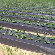 Kertészeti fóliák, eperfólia, talajtakaró fólia