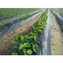 Veteményes előrelyukasztott talajtakaró fóliák